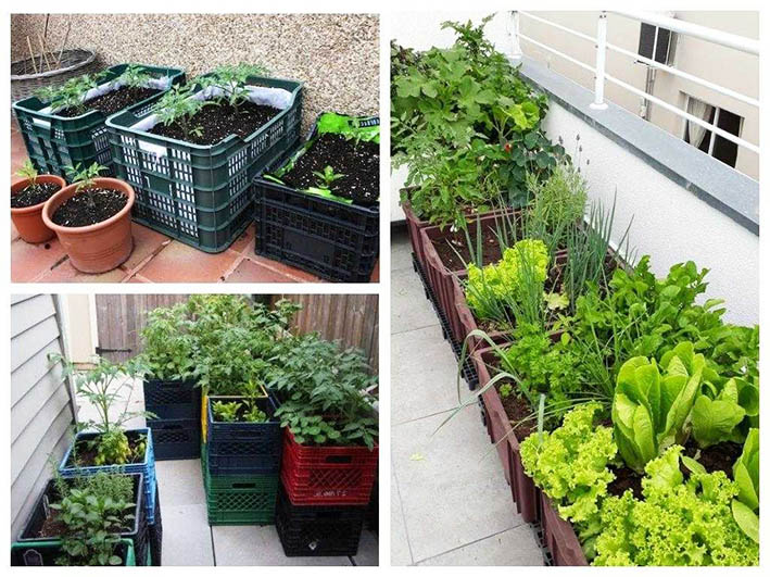 6 способов использования пластиковых ящиков в огороде и саду: незаменимый помощник на даче